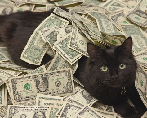 Cash Cats Novibet